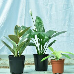 Combo Philo Ghost, Lilly, Pink Rubber plant