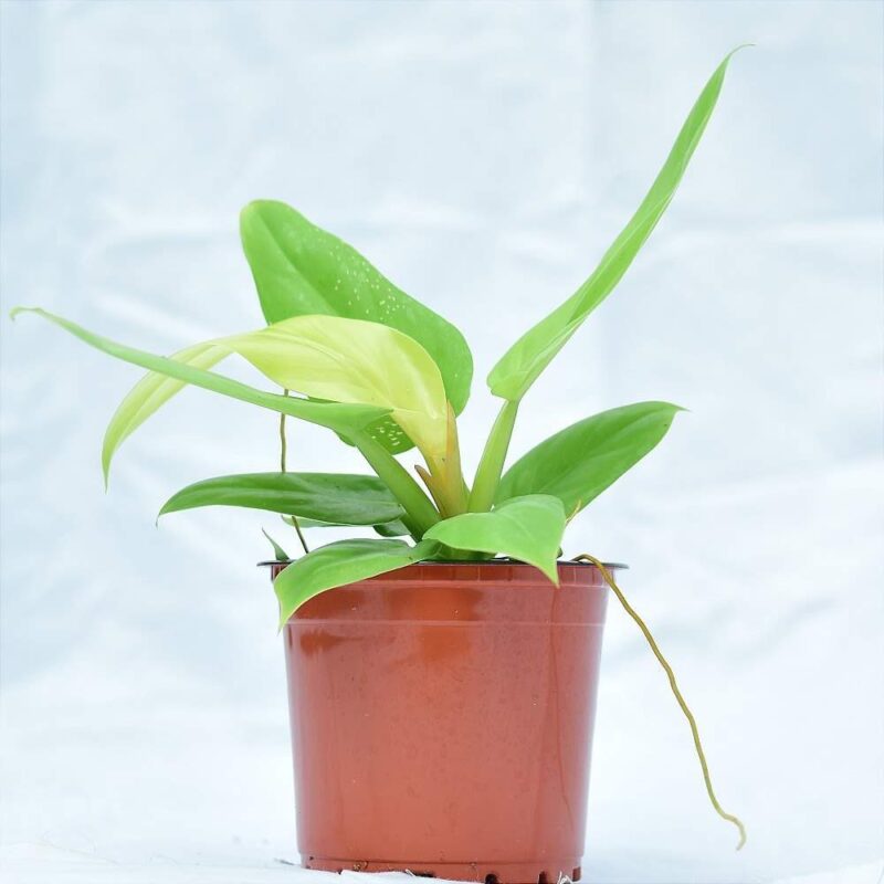 Philodendron Snowdrift