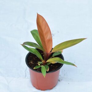 Philodendron Red sun