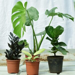 Combo Air Purifying Plants