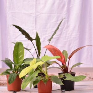 Philodendron Combo